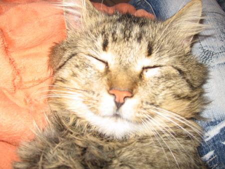 mon chat