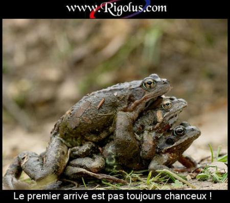 sa franchemen !